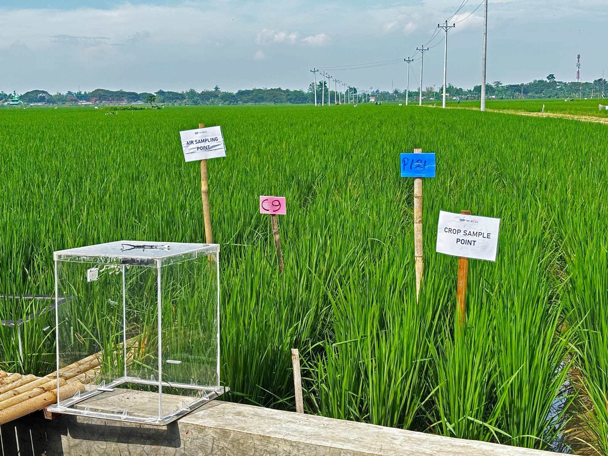 Rice paddy in Grobogan, Central Java, site of a sustainable rice trial in Indonesia